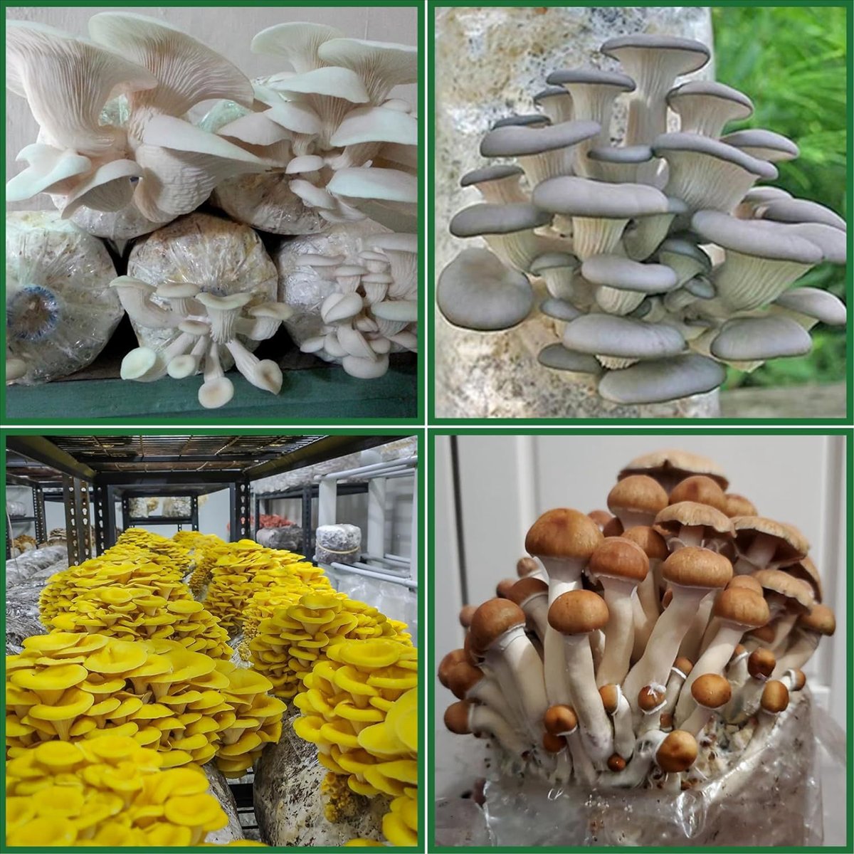 Sacchetti per la coltivazione  - Mushroom Spawn Bag recensione e prezzo